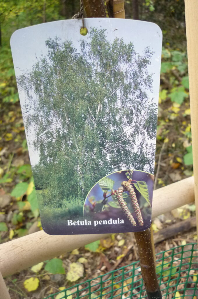 Etykieta - dyndadełko na posadzonej brzózce