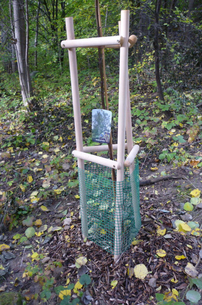 Tak jest obudowana każda z brzózek