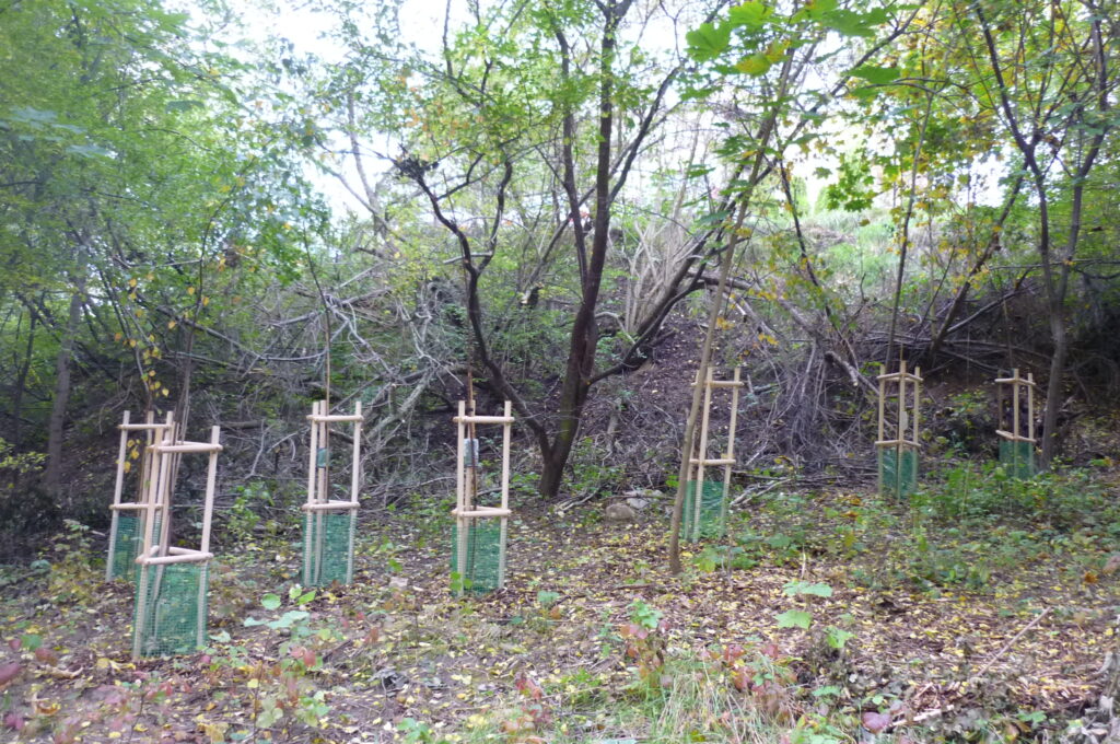 Małe brzozy posadzone pod większymi osikami