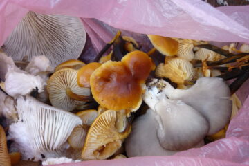 Zbiór 27.12.2025 boczniaki ostrygowate, żimówki aksamitnotrzonowe. Na zdjęciu akurat nie widać łyczników, ale w torbie są.